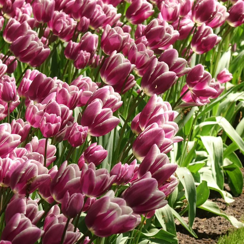 Mehrblütige Tulpe Purple Elegance (Flowering)