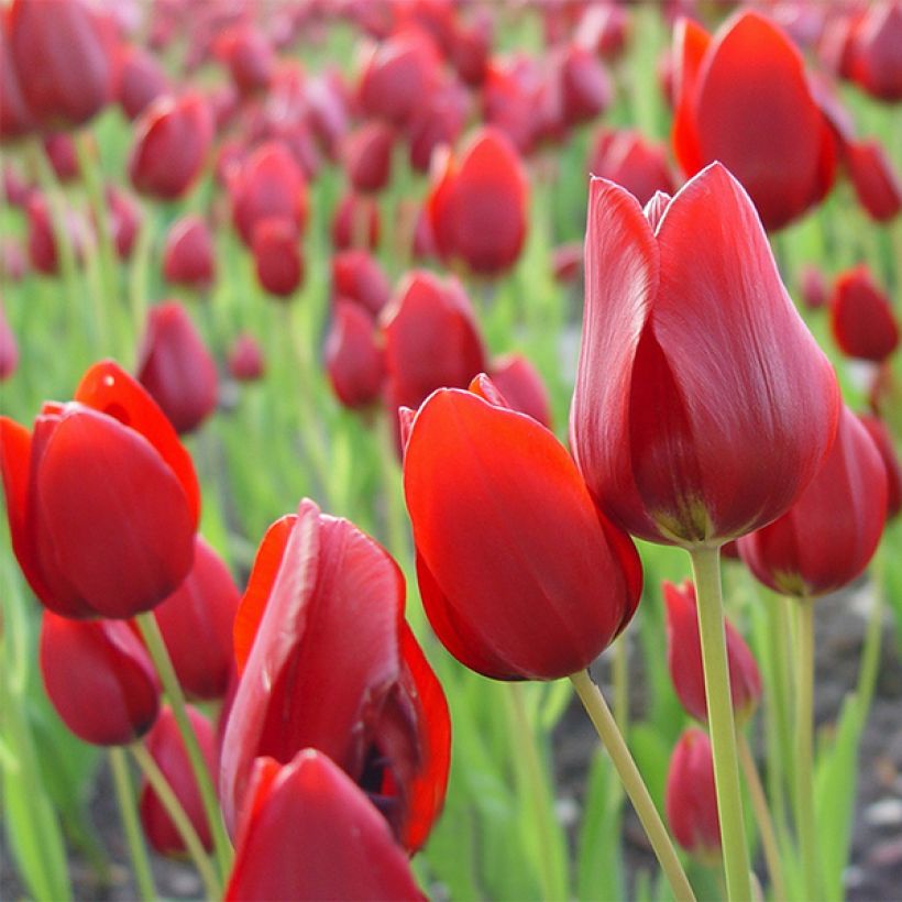 Mehrblütige Tulpe Red Georgette (Flowering)