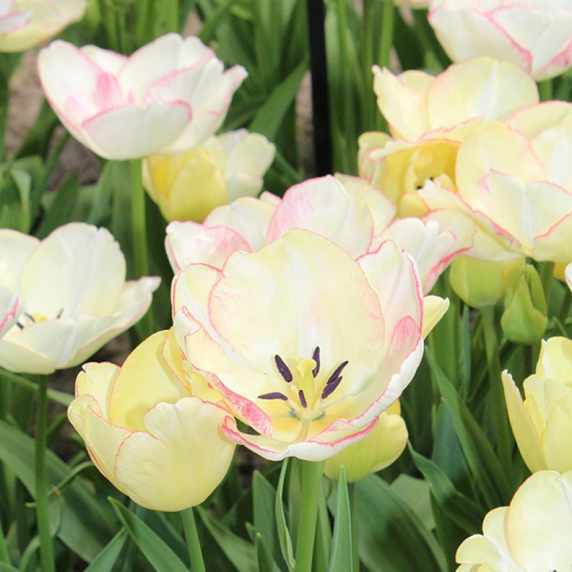 Mehrblütige Tulpe Rosy bouquet (Flowering)