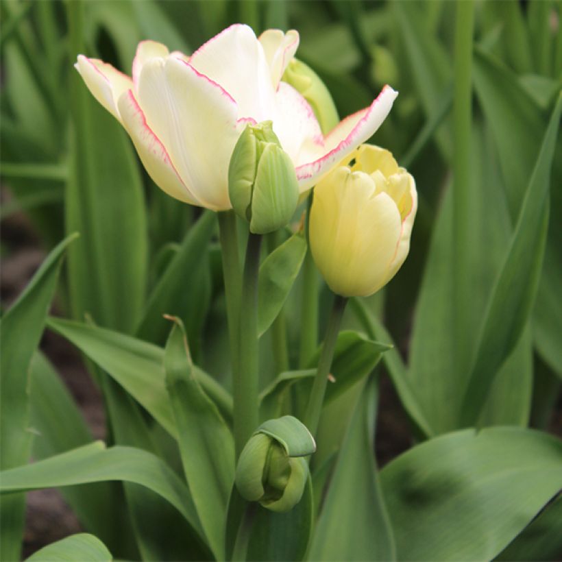 Mehrblütige Tulpe Rosy bouquet (Plant habit)