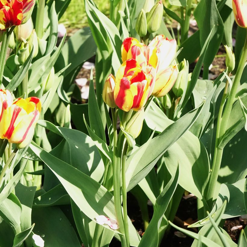 Mehrblütige Tulpe Sunshine Club (Flowering)