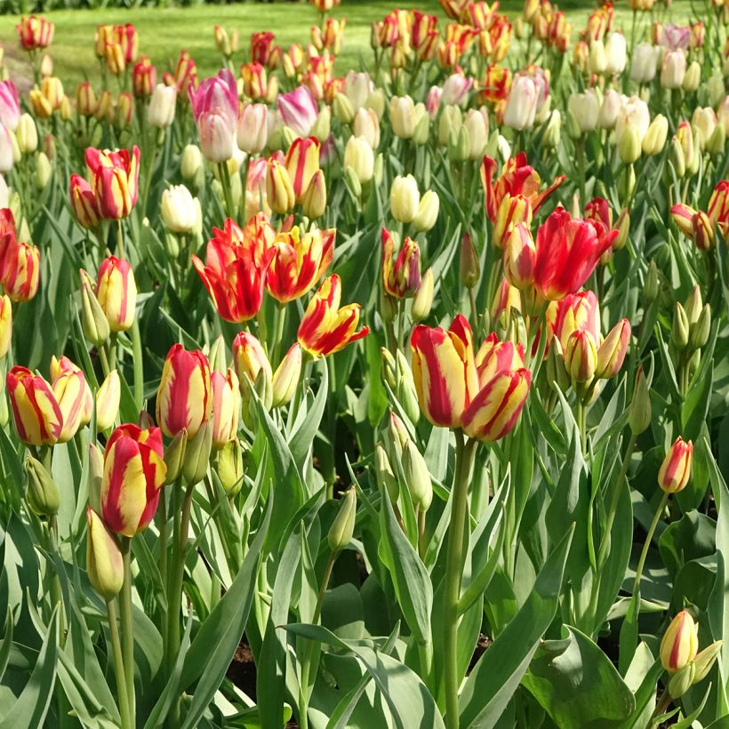 Mehrblütige Tulpe Sunshine Club (Plant habit)