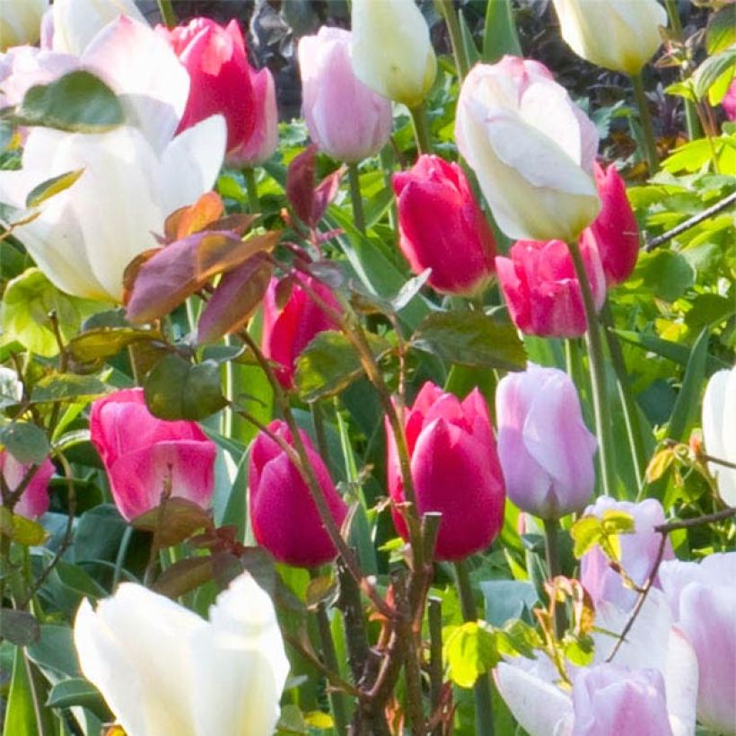 Frühe Einfache Tulpe Christmas Marvel (Flowering)