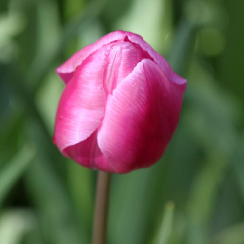 Frühe Einfache Tulpe Aafke (Flowering)