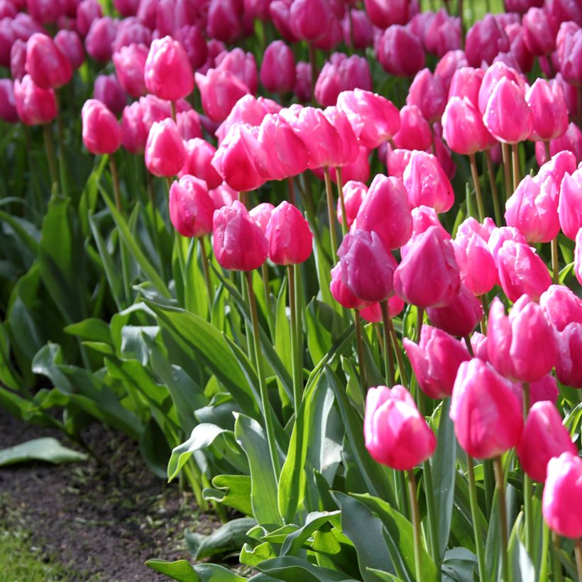 Frühe Einfache Tulpe Aafke (Plant habit)