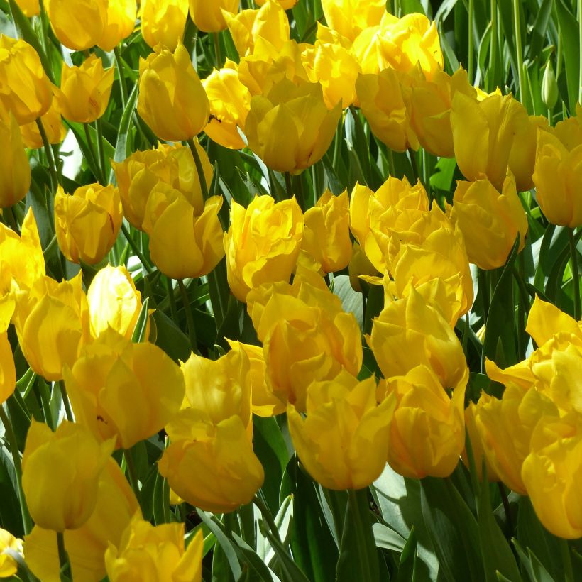 Frühe Einfache Tulpe Yokohama (Flowering)