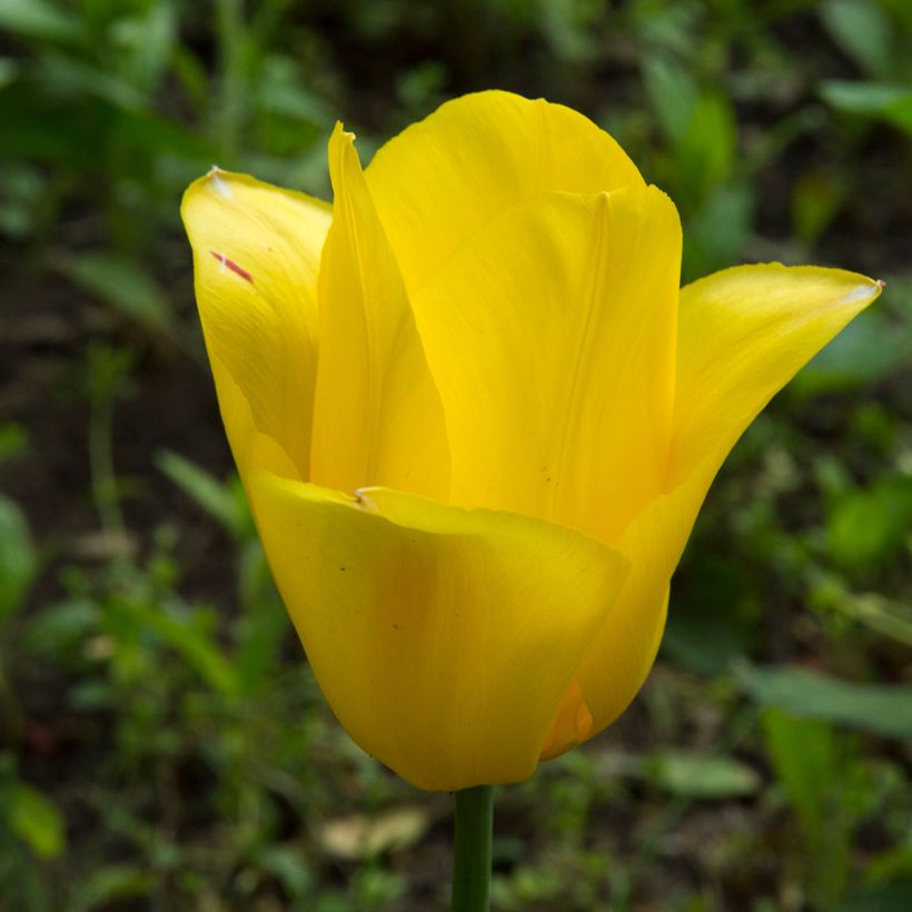 Späte Einfache Tulpe Big Smile (Flowering)