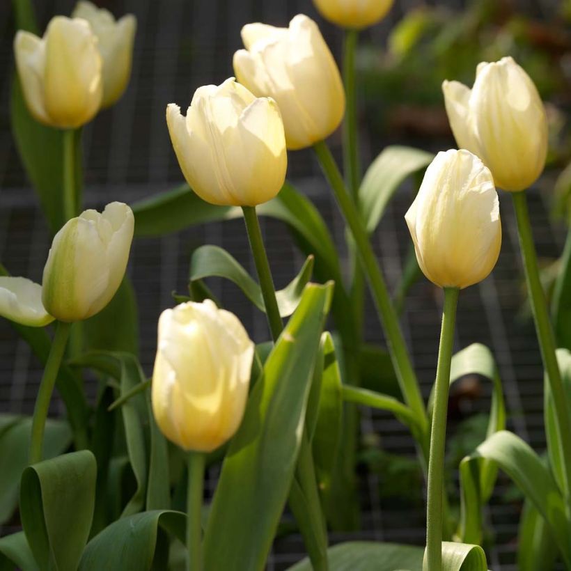 Späte Einfache Tulpe Catherina (Flowering)