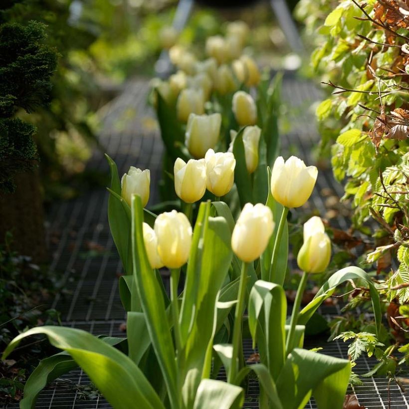 Späte Einfache Tulpe Catherina (Plant habit)