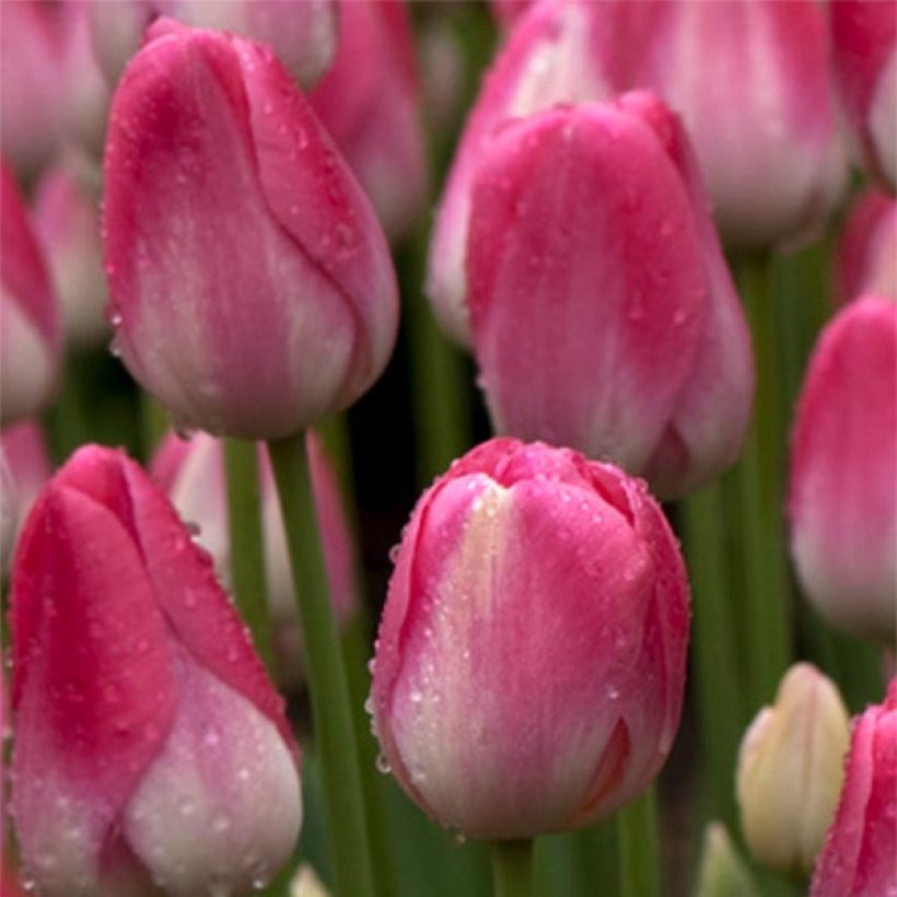 Späte Einfache Tulpe Dreamland (Flowering)