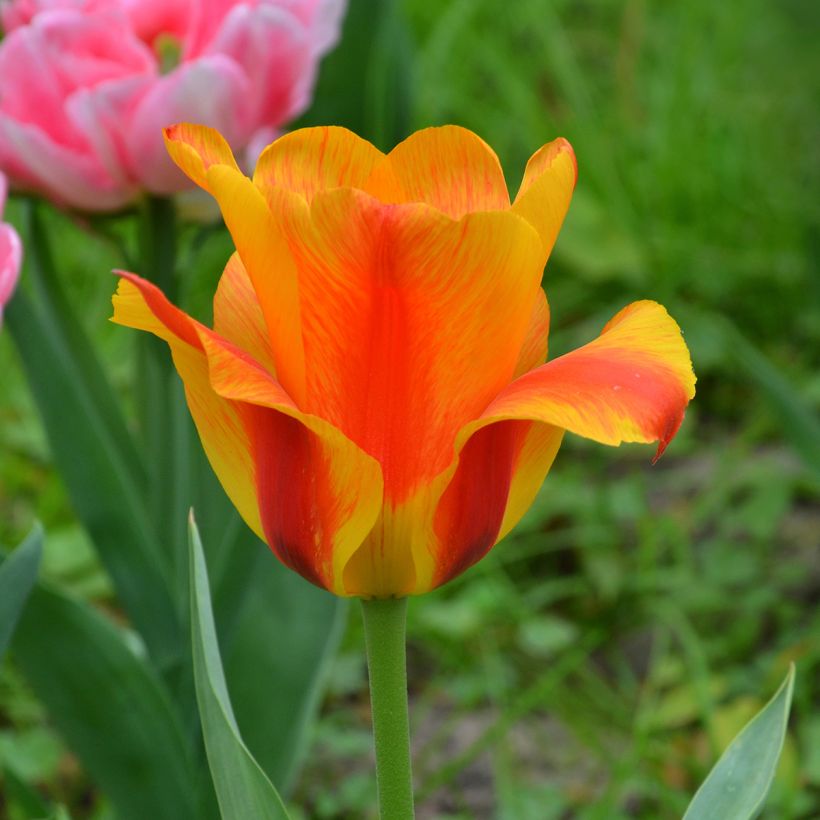 Späte Einfache Tulpe El Niño (Flowering)