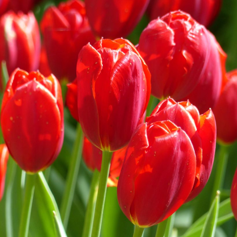 Späte Einfache Tulpe Kingsblood (Flowering)