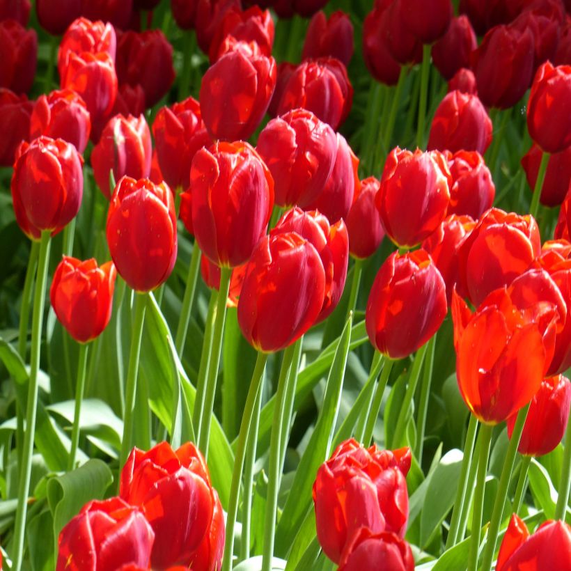 Späte Einfache Tulpe Kingsblood (Plant habit)