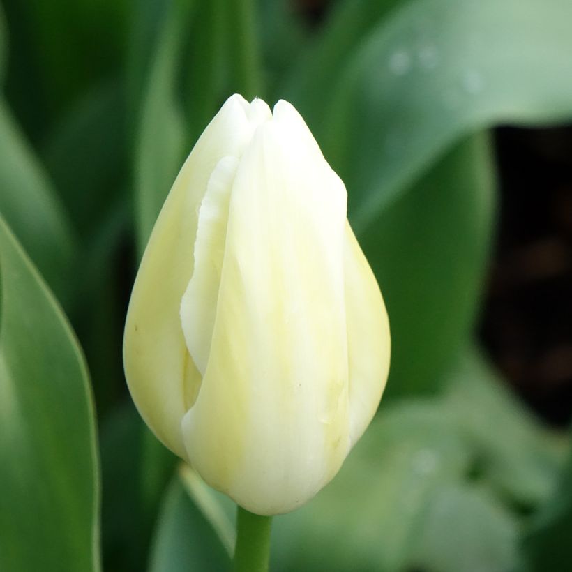 Späte Einfache Tulpe Maureen (Flowering)
