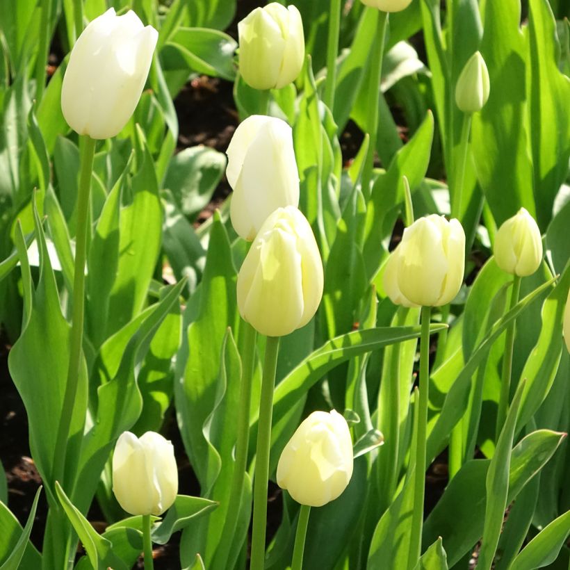 Späte Einfache Tulpe Maureen (Plant habit)