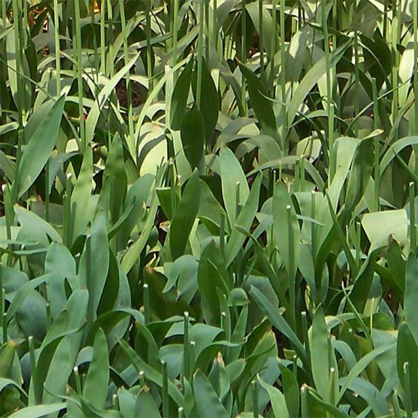 Späte Einfache Tulpe Renown (Foliage)