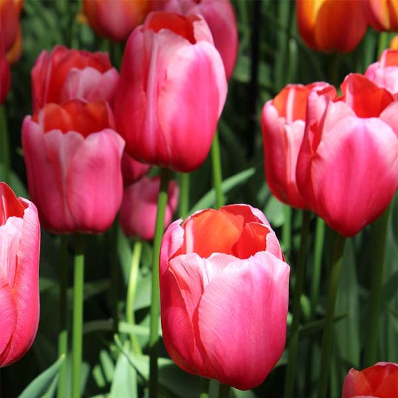 Späte Einfache Tulpe Renown (Flowering)