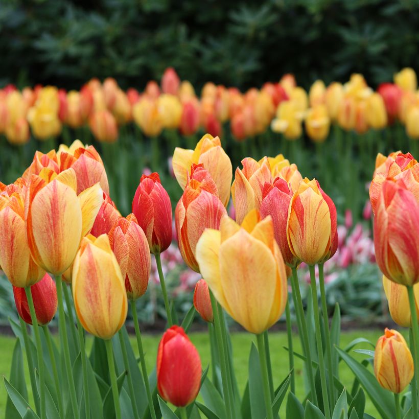 Späte Einfache Tulpe Rhapsody of Smiles (Plant habit)