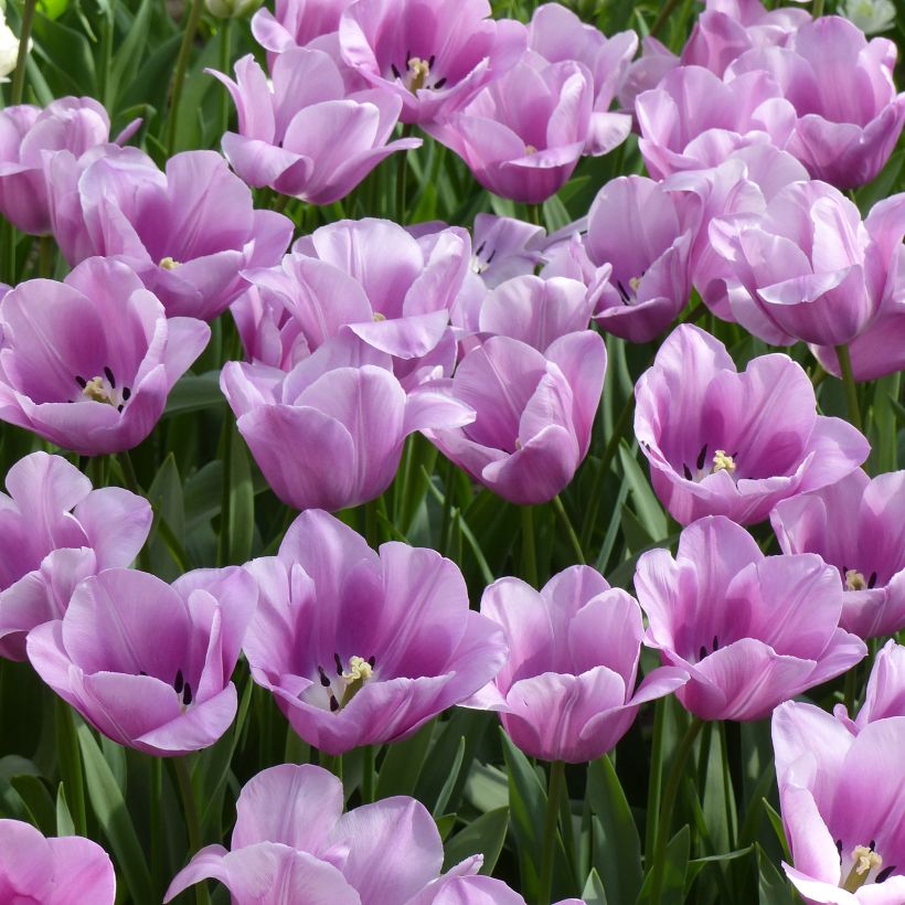 Späte Einfache Tulpe Violet Beauty (Plant habit)