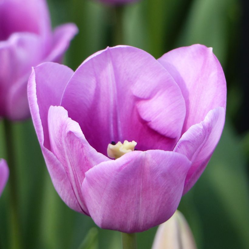 Späte Einfache Tulpe Violet Beauty (Foliage)