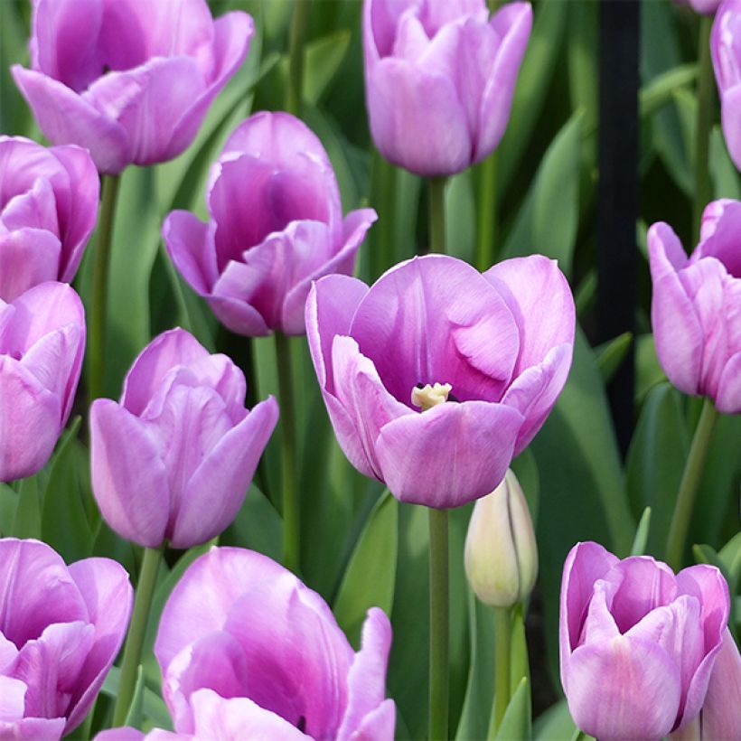 Späte Einfache Tulpe Violet Beauty (Flowering)
