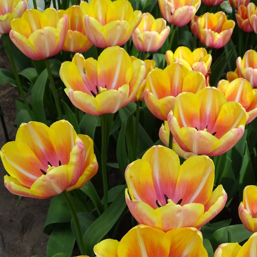 Späte Einfache Tulpe Yellow Jumbo Beauty (Flowering)