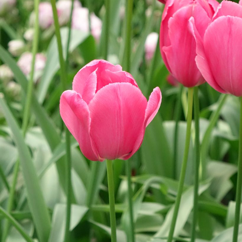 Späte Einfache Tulpe Yosemite (Flowering)