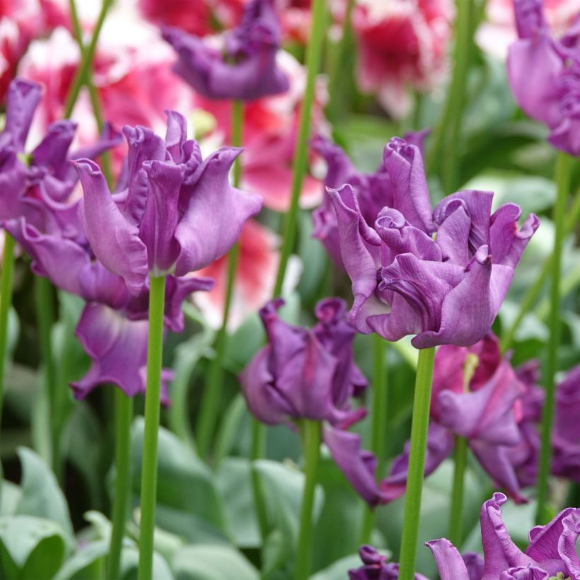 Triumph-Tulpe Crown of Negrita (Flowering)