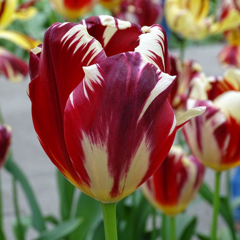 Triumph-Tulpe Grand Perfection (Flowering)
