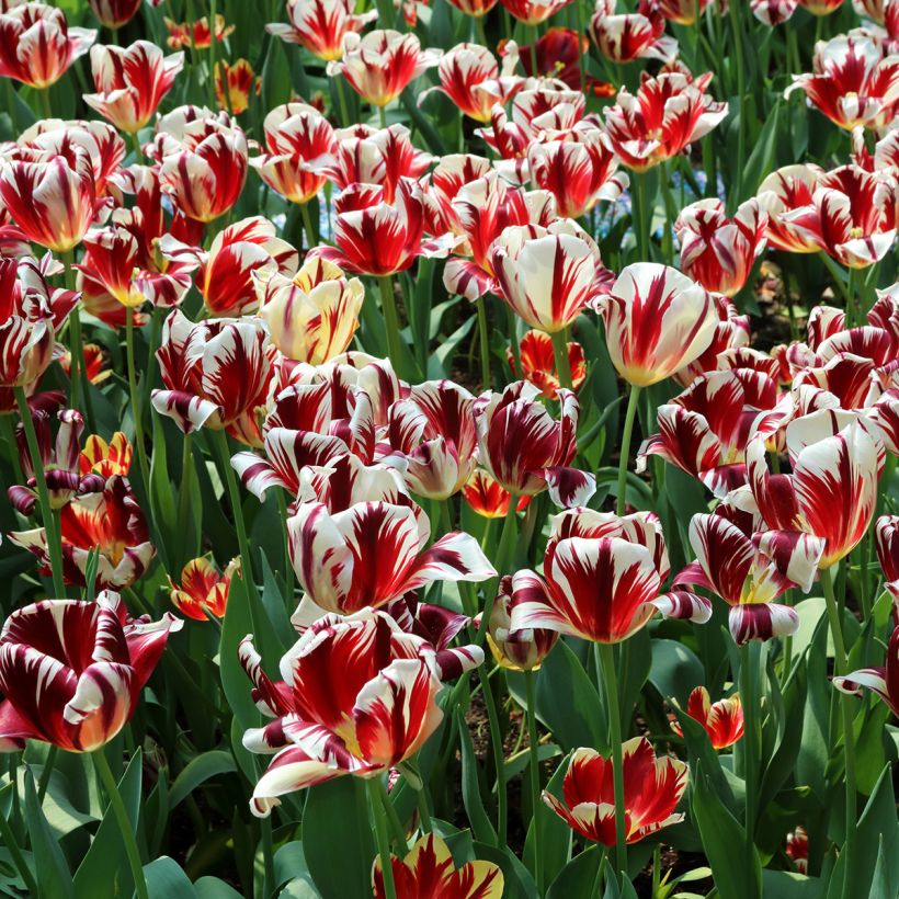 Triumph-Tulpe Grand Perfection (Plant habit)