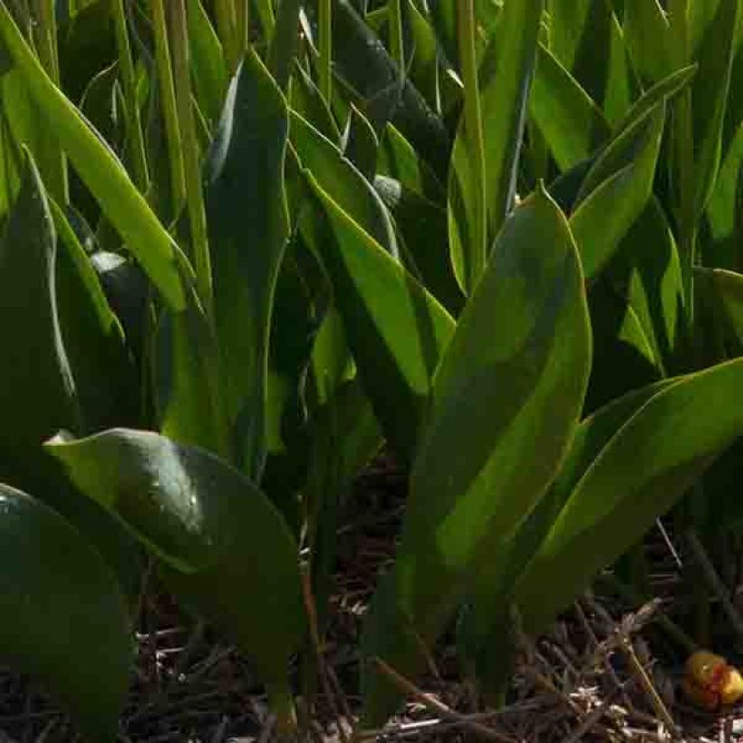 Triumph-Tulpe In Love (Foliage)