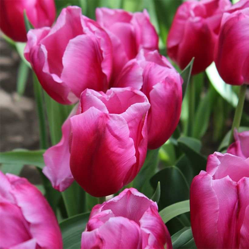Triumph-Tulpe In Love (Flowering)