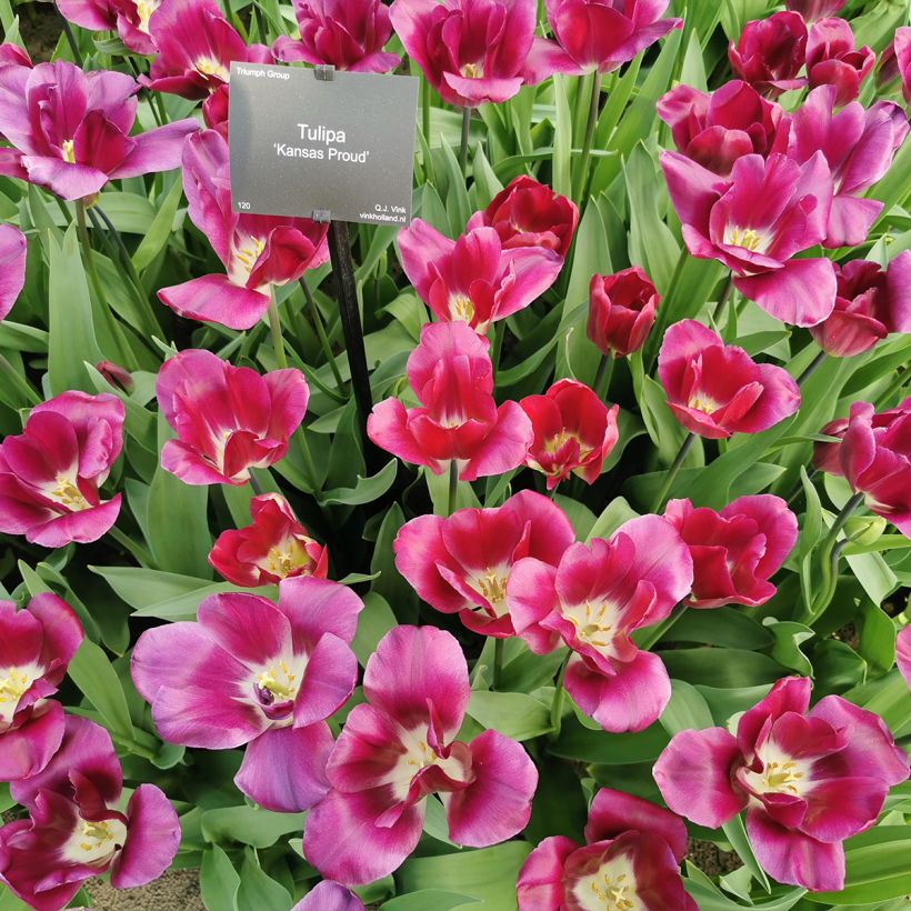 Triumph-Tulpe Kansas Proud (Plant habit)