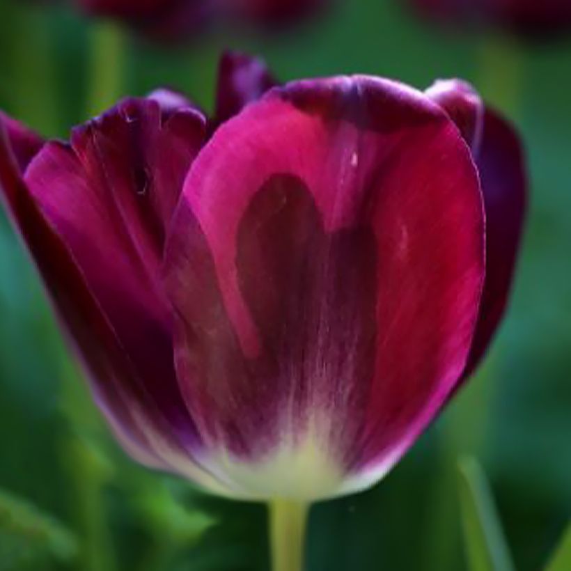Triumph-Tulpe Kansas Proud (Flowering)