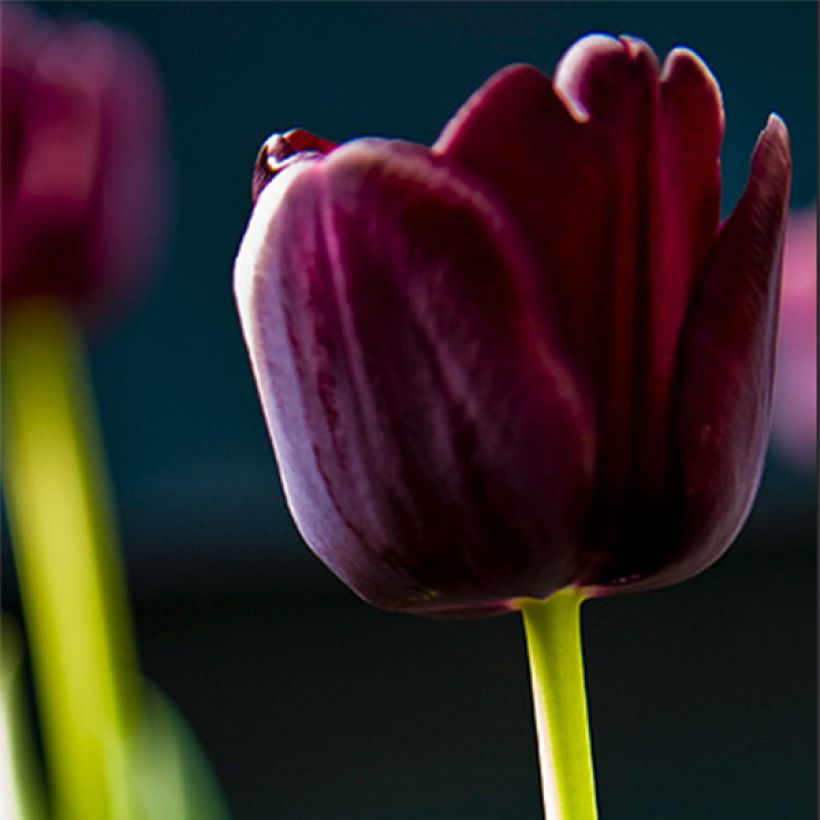 Triumph-Tulpe Paul Scherer (Flowering)