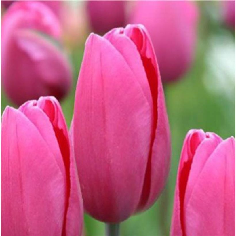 Triumph-Tulpe Pink Proud (Flowering)
