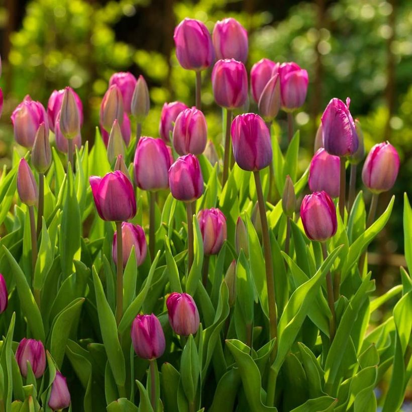Triumph-Tulpe Roussillon (Flowering)