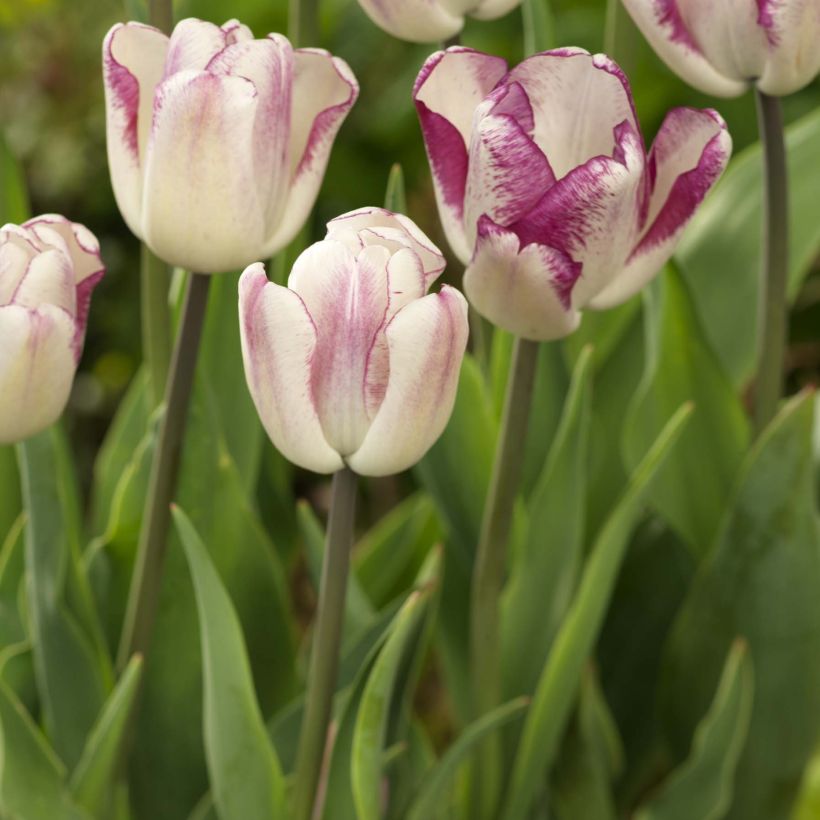 Triumph-Tulpe Shiun (Plant habit)
