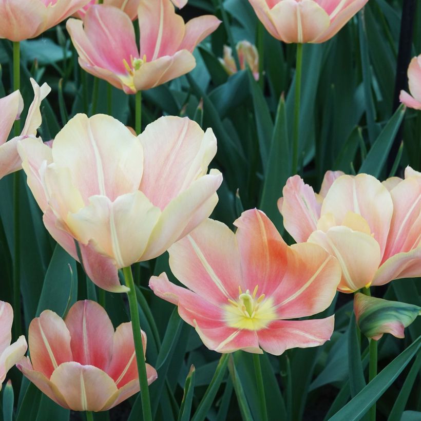 Triumph-Tulpe Stunning Star (Flowering)