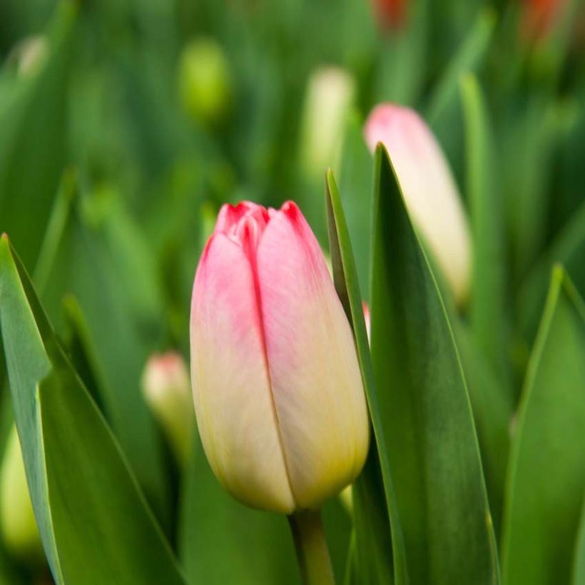 Triumph-Tulpe Supermodel (Flowering)