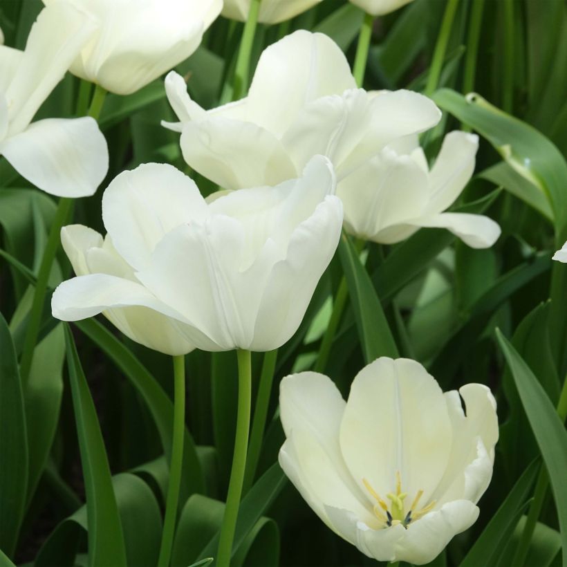 Triumph-Tulpe White Proud (Flowering)