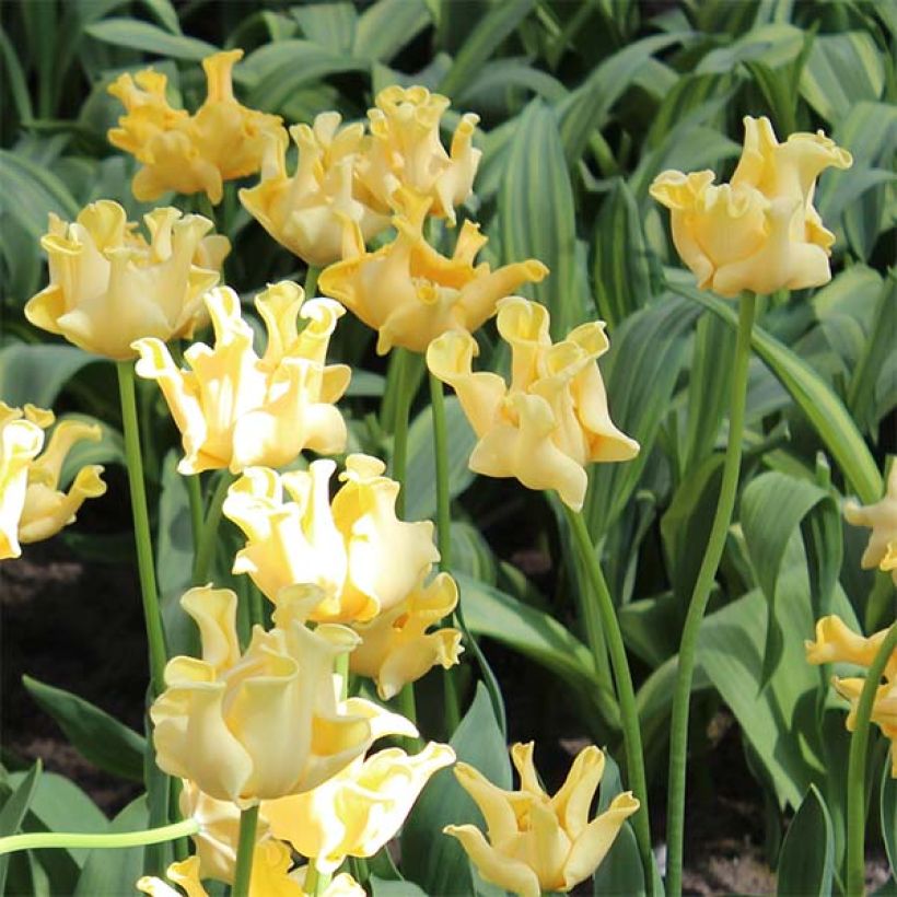 Triumph-Tulpe Yellow Crown (Flowering)