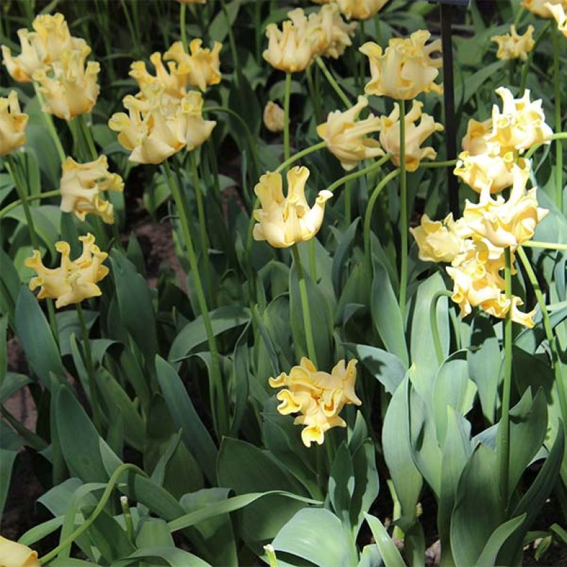 Triumph-Tulpe Yellow Crown (Plant habit)