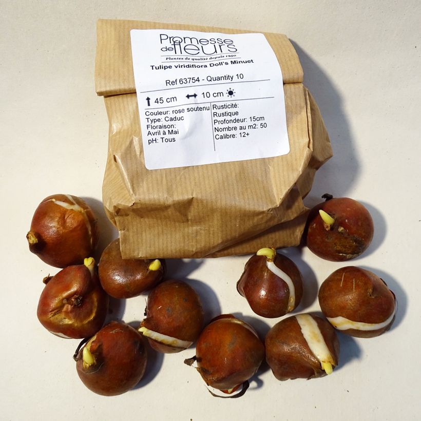 Example of Viridiflora-Tulpe Doll's Minuet Zwiebel size 11+ as you get
