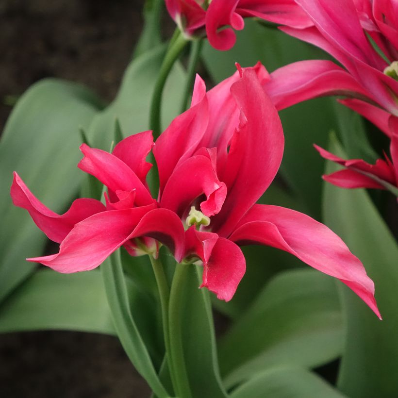 Viridiflora-Tulpe Doll's Minuet (Flowering)