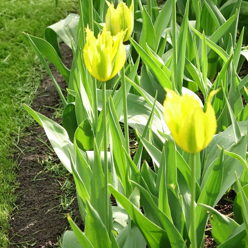 Viridiflora-Tulpe Green Mile (Plant habit)