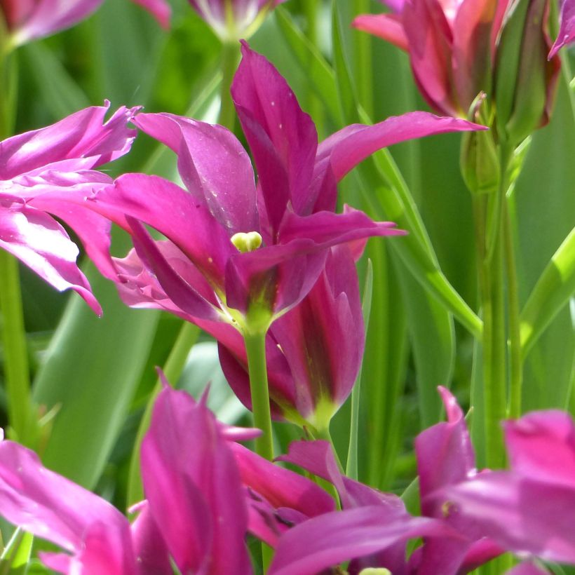 Viridiflora-Tulpe Purple Doll (Flowering)