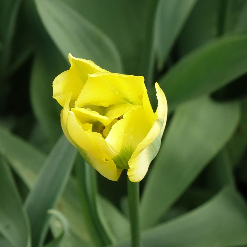Viridiflora-Tulpe Yellow Spring Green (Flowering)