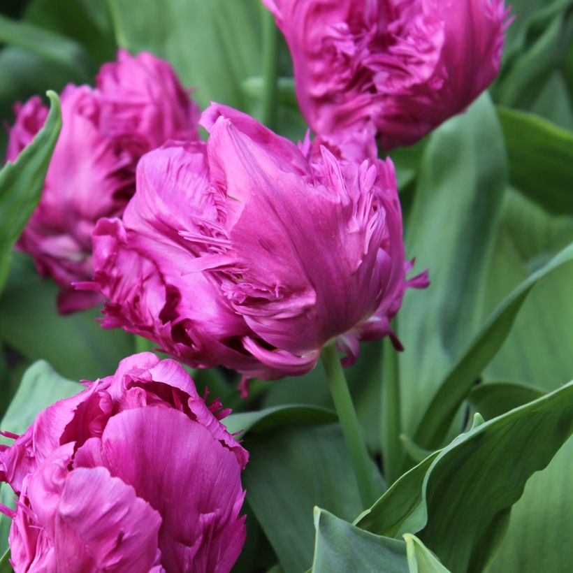 Tulipe Perroquet Parrot Prince (Blüte)