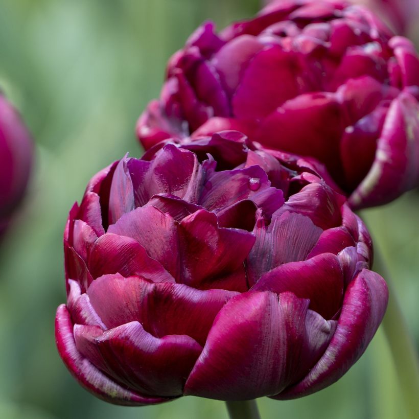 Späte Gefüllte Tulpe Mix (Flowering)